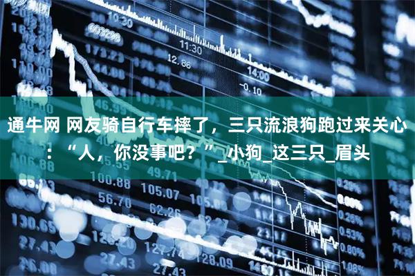 通牛网 网友骑自行车摔了，三只流浪狗跑过来关心：“人，你没事吧？”_小狗_这三只_眉头