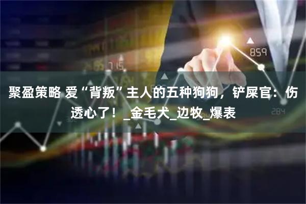 聚盈策略 爱“背叛”主人的五种狗狗，铲屎官：伤透心了！_金毛犬_边牧_爆表